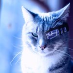 catwithwifi