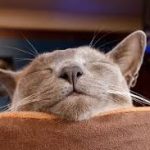 totally_not_asleep